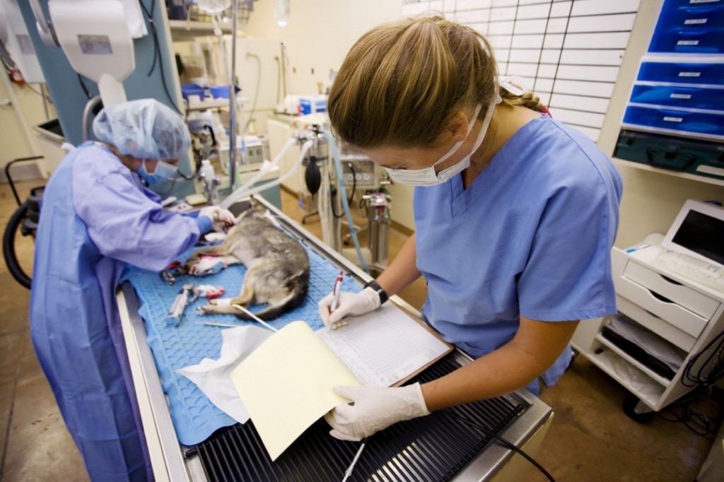 Our supplies are used in veterinary clinics